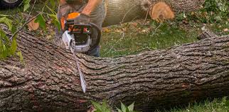 Best Firewood Processing and Delivery  in Parkway, CA