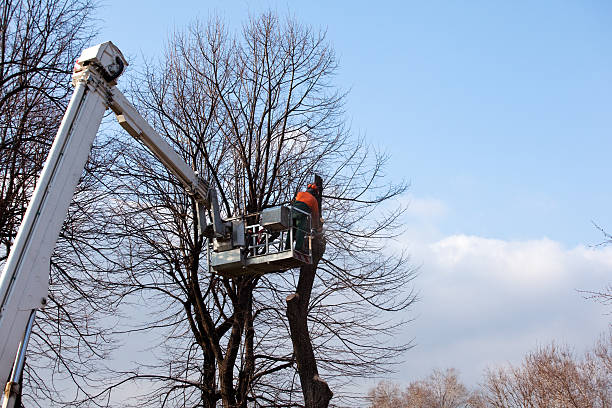 Best Arborist Consultation Services  in Parkway, CA