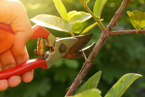 Best Storm Damage Tree Cleanup  in Parkway, CA